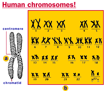Illustration of human chromosomes.