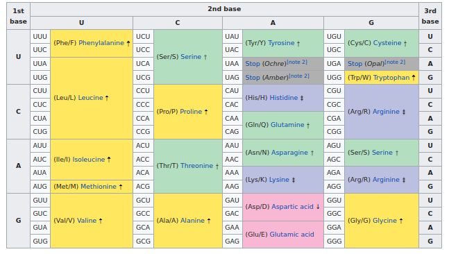 De tabel met RNA-codons (Wikipedia)
