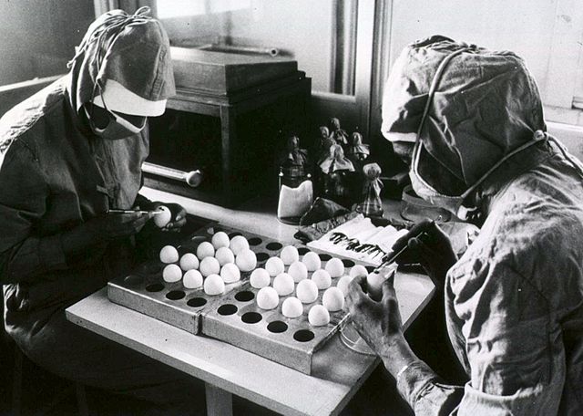 Productie mazelen vaccin - Wikipedia, Wereld Gezondheidsorganisatie