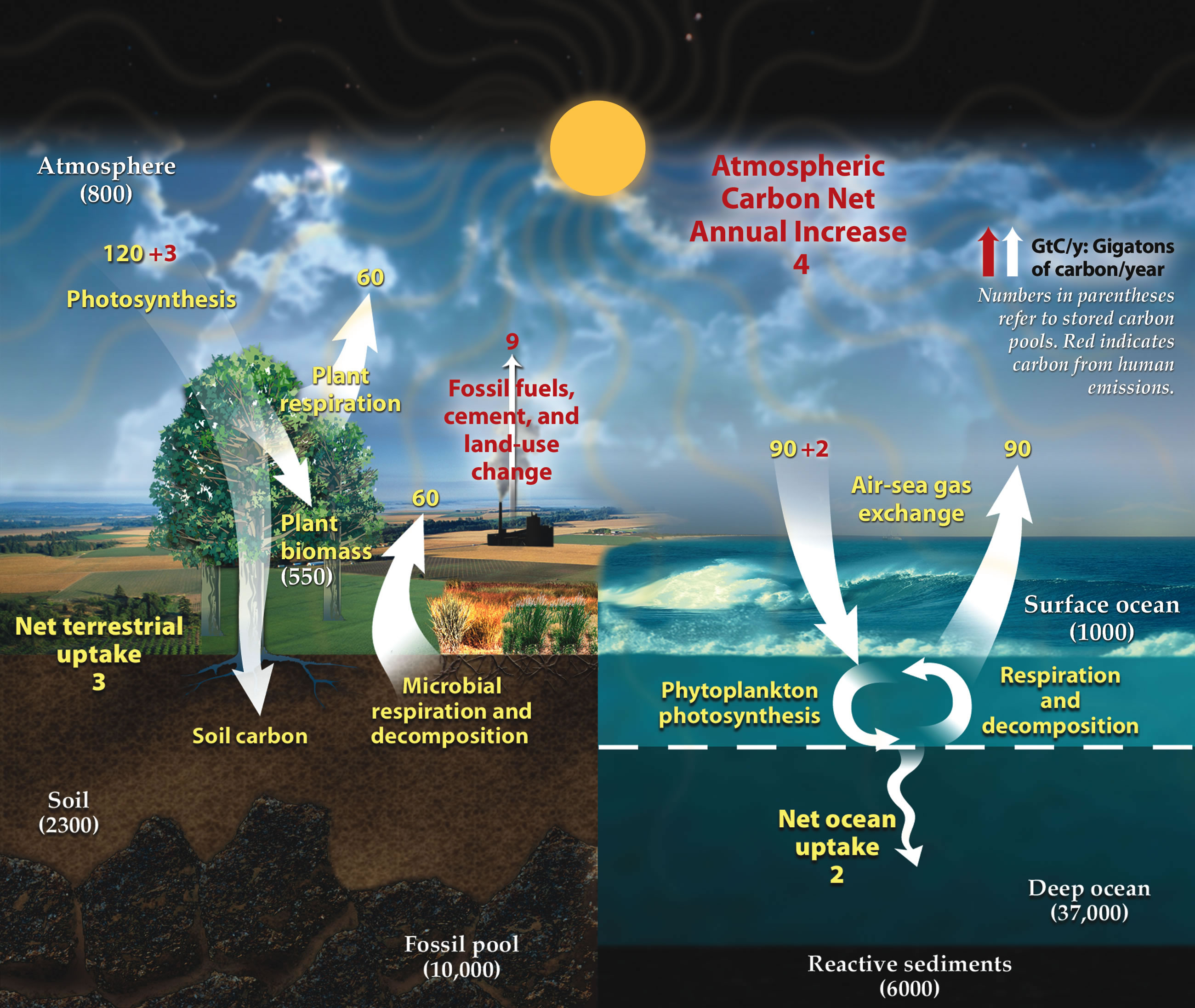 Plot showing the carbon cycle