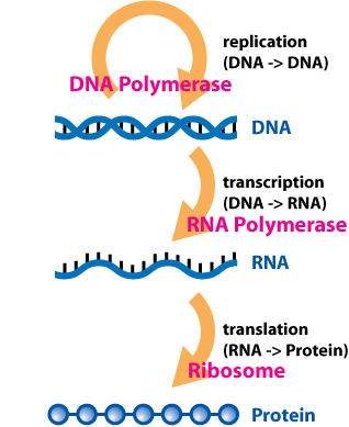 Central dogma of life (Source: Wikipedia)