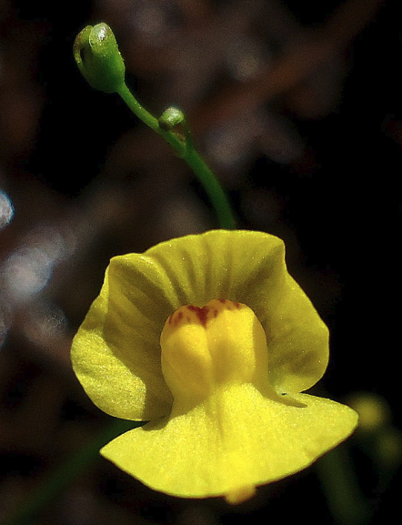 Utricularia gibba, record small genome for a vascular plant (Source: Wikipedia)