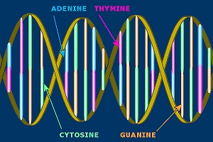 Illustration of a DNA molecule.