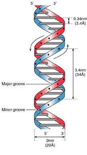Stretch of DNA.