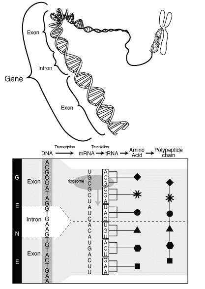 From genes to proteins.