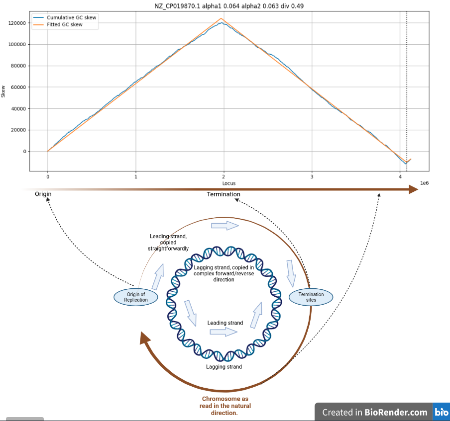 Cumulative GC skew for C. difficile