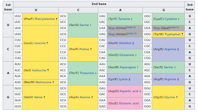 The RNA codon table (Wikipedia)