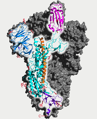 SARS-CoV-2 &lsquo;Spike&rsquo; protein, by 5-HT2AR