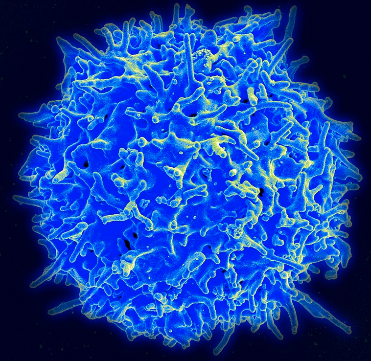 T cell, picture source: NIAD