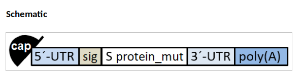 Genetic reverse engineering: mRNA SARS-CoV-2 gene therapy